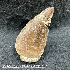 Genuine Mosasaur Tooth Fossil - Dinosaur/Reptile - Morocco, Cretaceous