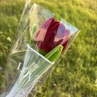 Imagen 13 de 15