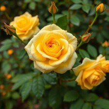 20pcs Yellow Climbing Rose Seeds - Rare Non-GMO Heirloom Variety for Your Garden