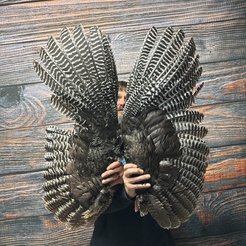 Pair Wild Turkey Wings Feathers plume fan Bustle Fly Tying Craft Art Mount Hat