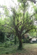 Gliricidia sepium | Quick Stick | 10 Seeds