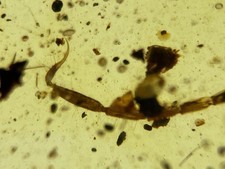 A101 BU3217 Partial Scorpion w/well preserved sting Burmese amber Burmite 99mya