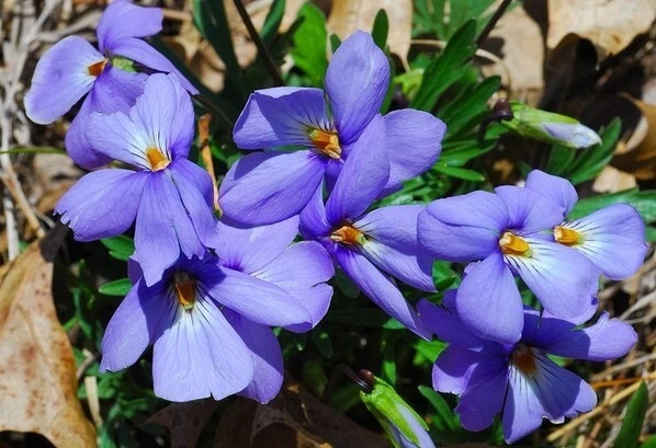 Bird's Foot Violet - Viola Pedata Perennial Bare Root Live Garden Plant - Image 3 of 4
