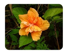JANE COWL Orange Peach Tropical Hibiscus Live Plant Double Flower Landscape Type