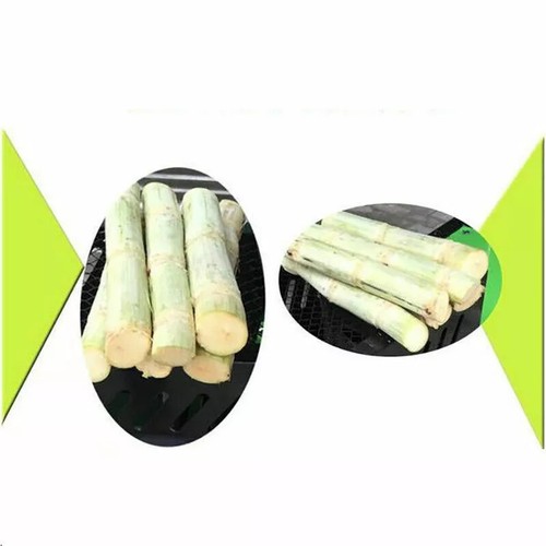 Manual Sugarcane Peeler Mini Sugar Cane Peeling Machine Cutting Diameter 30-50MM - Picture 10 of 10