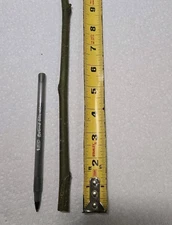 ( 1 )  LSU CHAMPAGNE - FIG CUTTING - COLD HARDY 