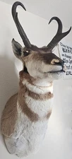 VTG Pronghorn Antelope Taxidermy Head & Shoulder Wall Mount ~ Mouth/Nose Damage