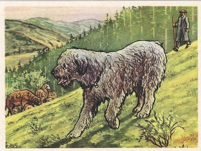 26/221 SAMMELBILD - DER ODENWALDER HIRTENHUND
