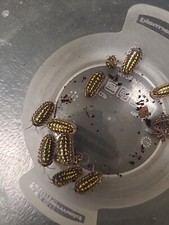25 Armadillidium Gestroi And 200 Tropical Pink Springtails