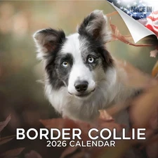 Border Collie Dog Breed Calendar 2026 FULL SIZE 12x24 Made in USA