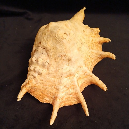 Lambis truncata 34.2 cm GIANT, Special color, Strombidae, Sea Shell