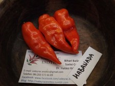 Habanada Sweet Chili - 5+ seeds - Heirloom - SWEET HABANERO! Ca 030