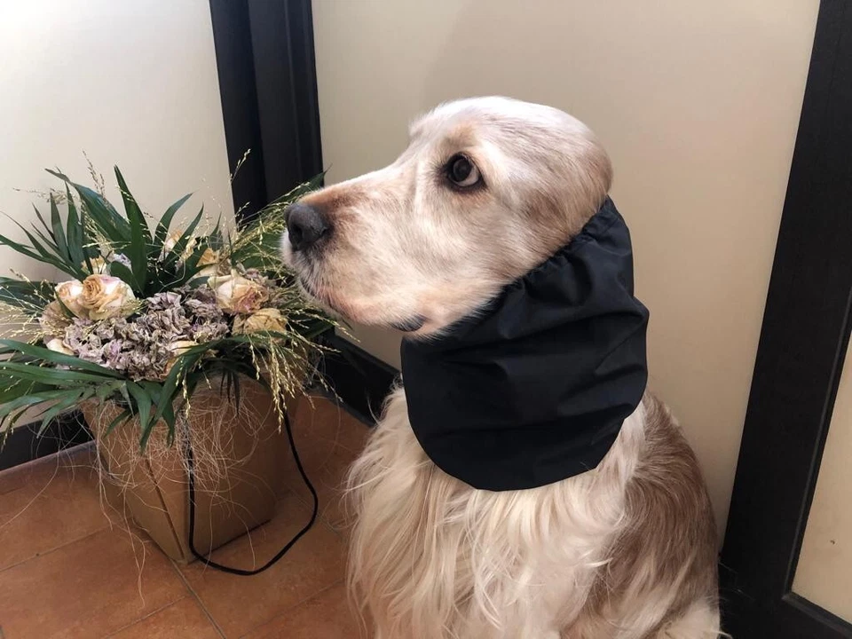 PARAORECCHIE COPRI ORECCHIE CUFFIETTE CUFFIA PER COCKER  CAVALIER IMPERMEABILE  - Immagine 3 di 3