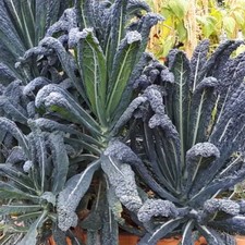 Cavolo Nero 'Nero di Toscana' - 250 Seeds - Lacinato Kale / Tuscan Kale Brassica