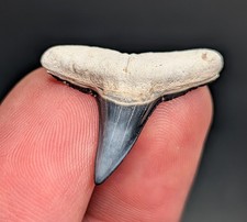 Breathtaking Deep Blue XL Lemon Shark Tooth From BV Florida Gem
