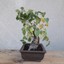 Birke bonsai