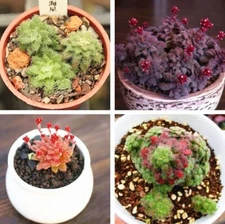 Rare Mixed Crassula Seeds, 100 Seeds