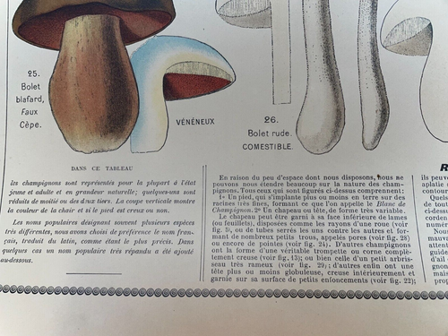 ESSBARE & GIFTIGE PILZE 1890 VON APREVAL ORIGINAL POSTER DRAEGER - Bild 19 von 24