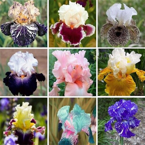 20/25PCS Mixed-Color Rose, Phalaenopsis And Iris Seed Garden Flower Plants - Picture 14 of 14