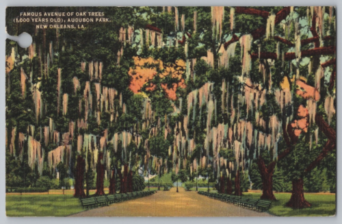 Ave Oak Trees Audubon Park New Orleans Louisiana LA 1948 Curt Teich Postcard VTG - Picture 1 of 3