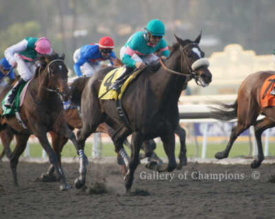 Zenyatta 2009 Breeders' Cup Classic Photo #1 8'' x 10 - 24'' x 30'' 