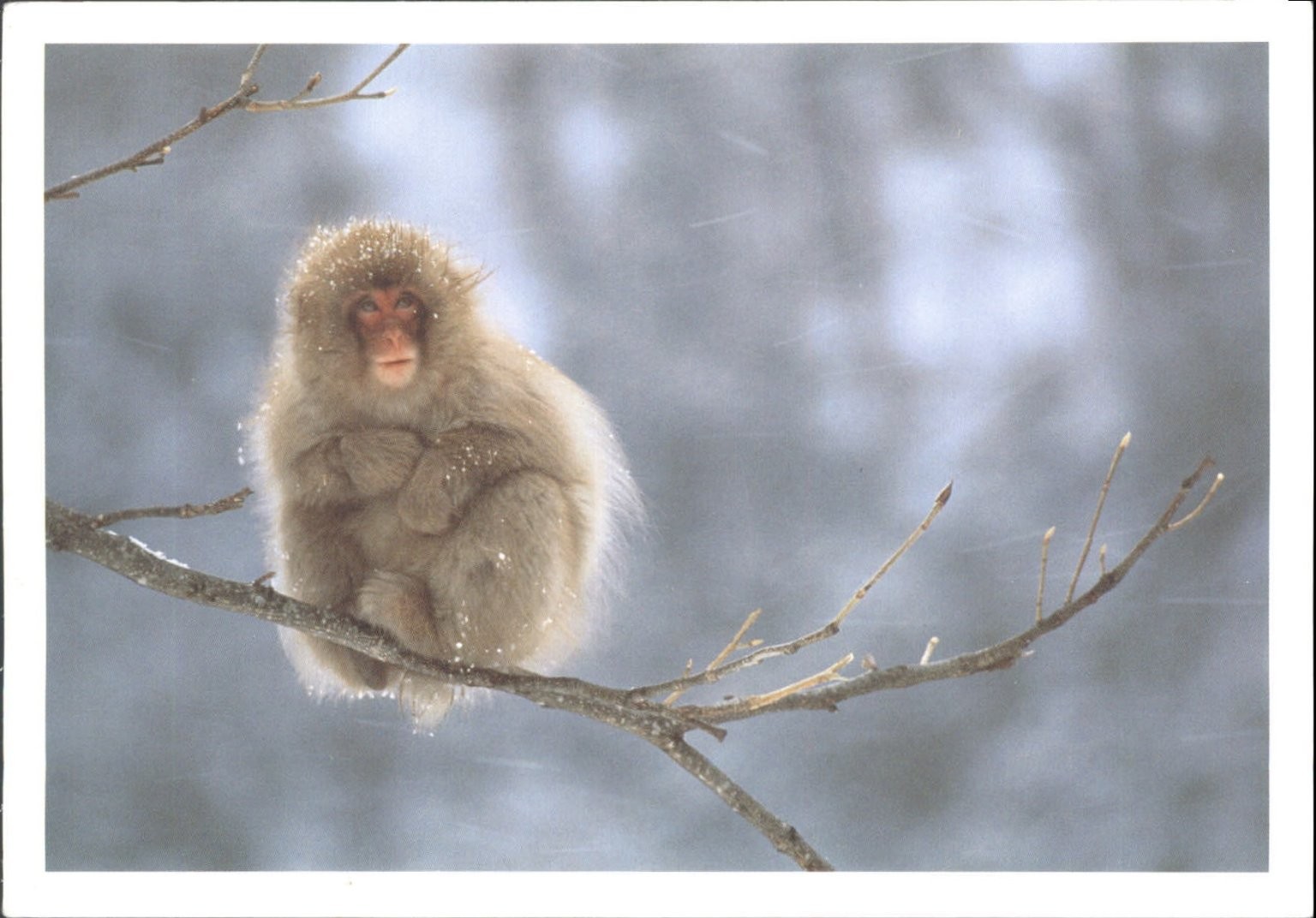 Snow Monkey Macaque Nagano Japan Joseph van Os NOUVELLESIMAGES Postcard 2001