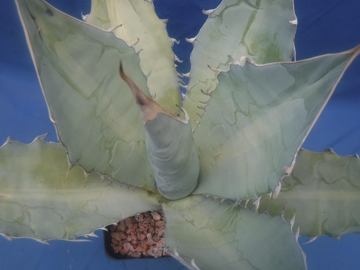 bogenhanf pflanzen Sansevieria Moonshine ca 50 cm Bogenhanf Zimmerpflanze Schwiegermutter   Blumen-Senf