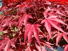 Red Japanese Maple Acer palmatum atropurpureum, Tree Seeds (Fall Color, Bonsai)