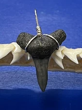 SHARK TOOTH PENDANT Fossilized 1 Inch Lower LEMON Shark Tooth 