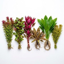 Bright Color Aquarium Plant Bundle 6 Stunning Live Plants