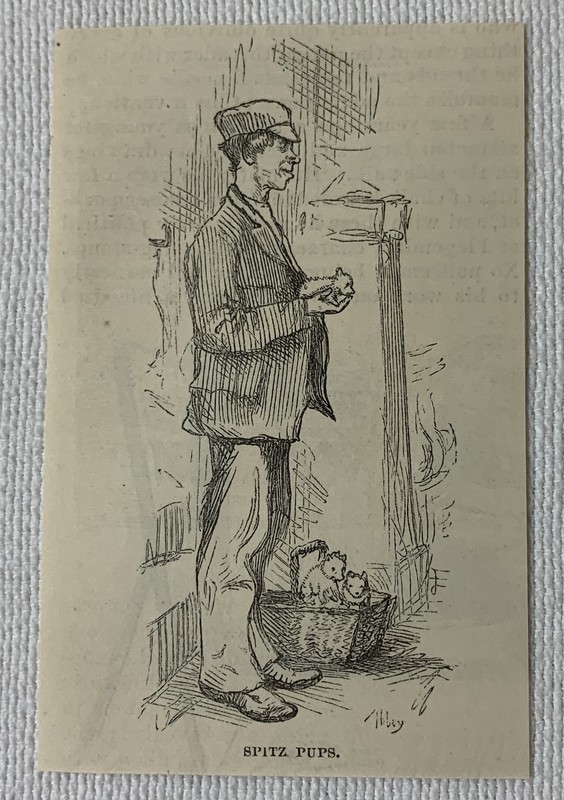 1878 small magazine engraving ~ MAN SELLING JAPANESE SPITZ PUPS in NYC