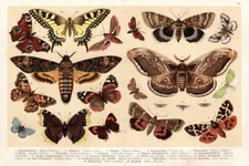 Moths and Butterflies 1888 Vintage Illustration Art Print Poster 24x36 inch