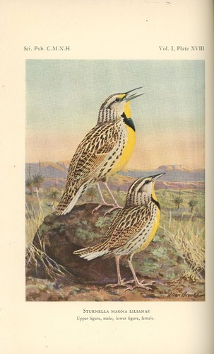 Five Scientific Publications of the Cleveland Museum of Natural History. Birds. - Imagen 7 de 8