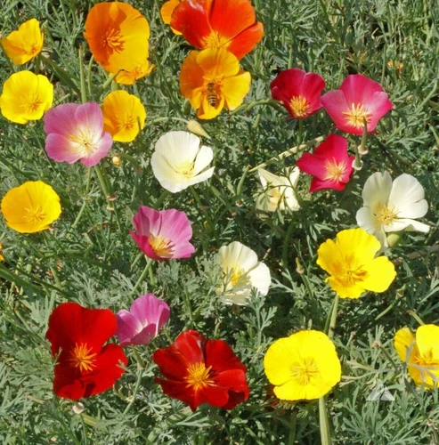 Mix papavero californiano - papavero - Eschscholzia californica 50+ semi Z 096