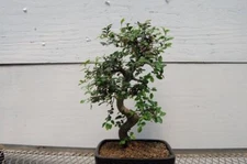 Chinese Elm Bonsai Tree - Curved Trunk Style (Small)