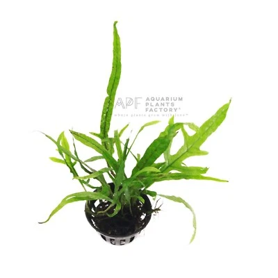 Microsorum Pteropus Trident | Aquarium Plants Factory®