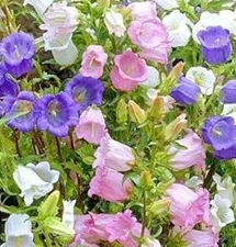 CANTERBURY BELLS FLOWER SEEDS 300+ CAMPANULA "CUP AND SAUCER MIX" Bell flowers
