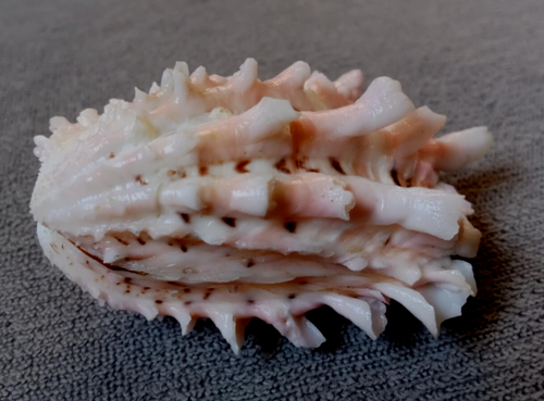 Cardita Crassicosta 53 mm F+++/GEMA TAMAÑO GRANDE hermoso PATRÓN ROSA, ¡GUAU! - Imagen 1 de 7