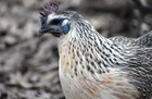 12 NPIP/AI Clean RARE! MOSAIC Chicken Hatching Eggs SHOW QUALITY GRADE A+++ — photo 7
