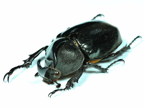 ODDITY/RARITY - BEETLE - Xylotrupes gideon GYNANDROMORPH - MALAYSIA - Bild 4 von 6