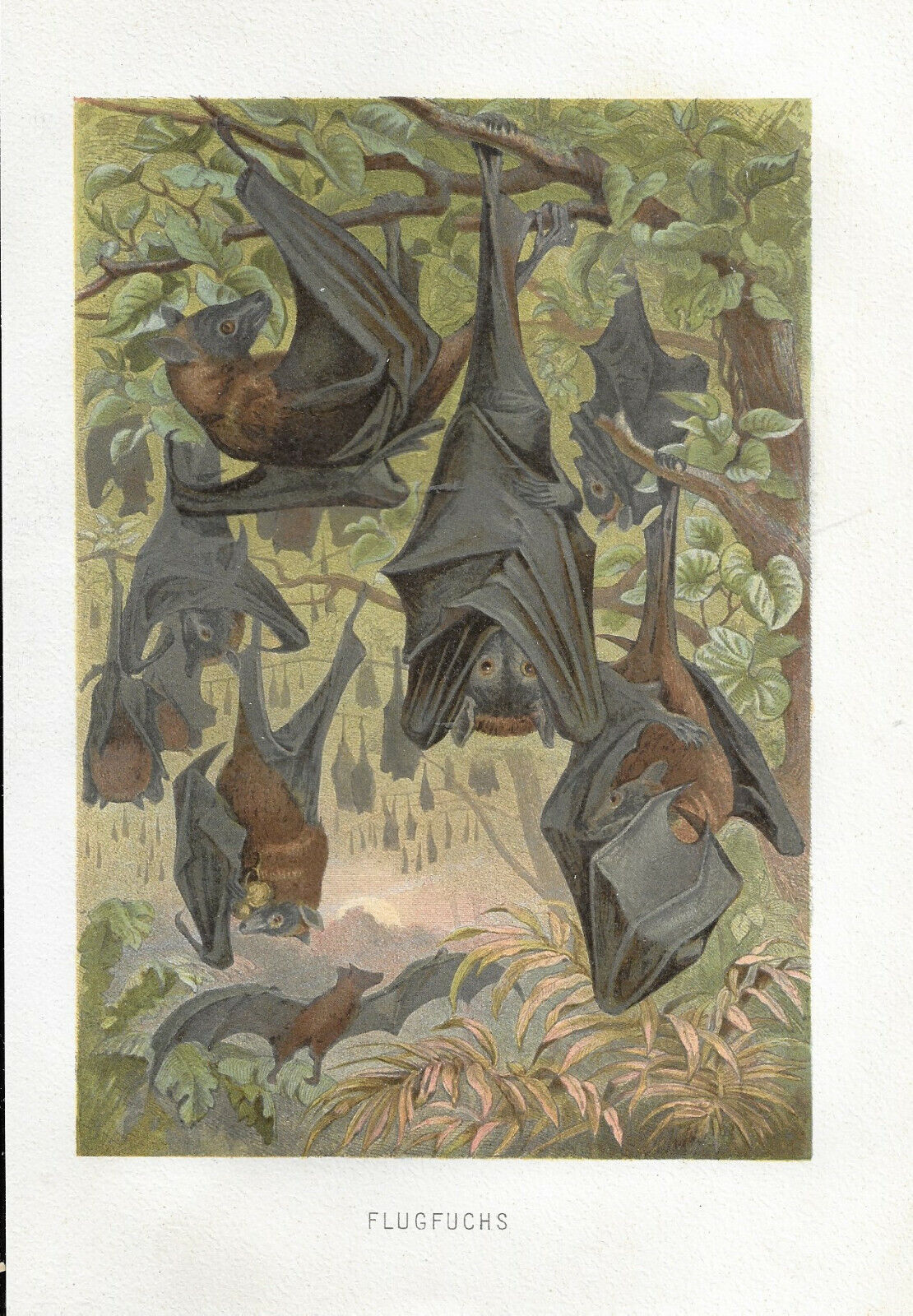 Flugfuchs Flying Fox Farb-Lithographie 1890 - Altes Bild Druck Print Zoologie
