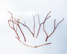 Manzanita Wood Branch for Frogs, Birds, Reptiles, Aquarium Decoration, Set of 6