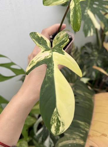 ✨Highly Variegated Philodendron Florida Beauty✨~Established Indoor/Outdoor Plant - Picture 2 of 9