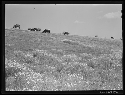 Lake Providence Louisiana Mississippi River Levee Cattle Grazing 1940