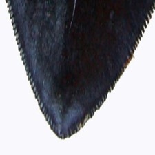 Prehistoric Planet Store 5.5 Inch Megalodon Carcharodon megalodon tooth, Black
