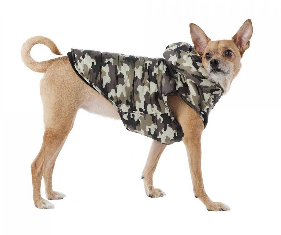 chihuahua camo clothes