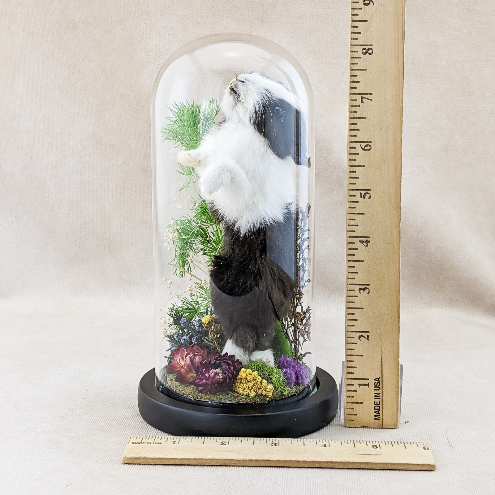 Y21d Baby Domestic Bunny Rabbit Glass Dome display Taxidermy Preserved ...