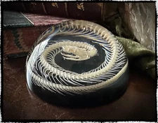 Snake Skeleton in Resin Dome, Oddities decor, coiled snake