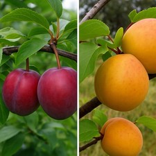 2in1 - Pflaumen VIKTORIA + Aprikose SOMO – 2 Sorten in einem Baum - Wurzelware