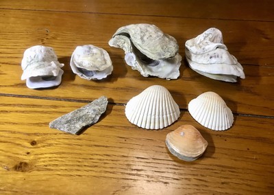 Intact Oyster Shells Natural Beach Seashells Decor Arts Craft Clam Sea Shell Art